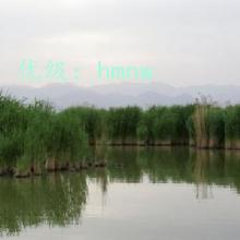 ƻ