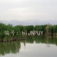 ƻ