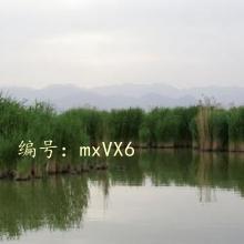 ƻ