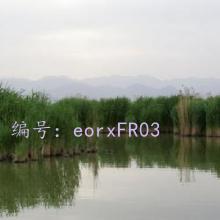 ƻ