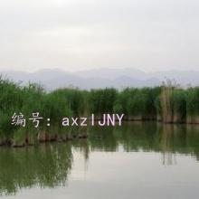 ƻ